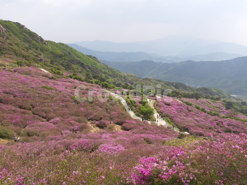 산청,황매산,철쭉,철쭉제,산청황매산,자연,풍경,nature,landscape,한국자연풍경,한국자연경관,korea nature landscape,outdoors,옥외