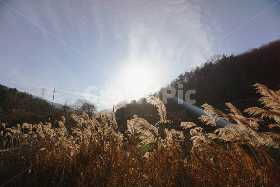 갈대,갈대밭,노을,가을,풍경,자연,겨울,감성,가을,계절,fall,autumn,season,자연,풍경,nature,landscape,grass,잔디,plant,식물,lawn,reed