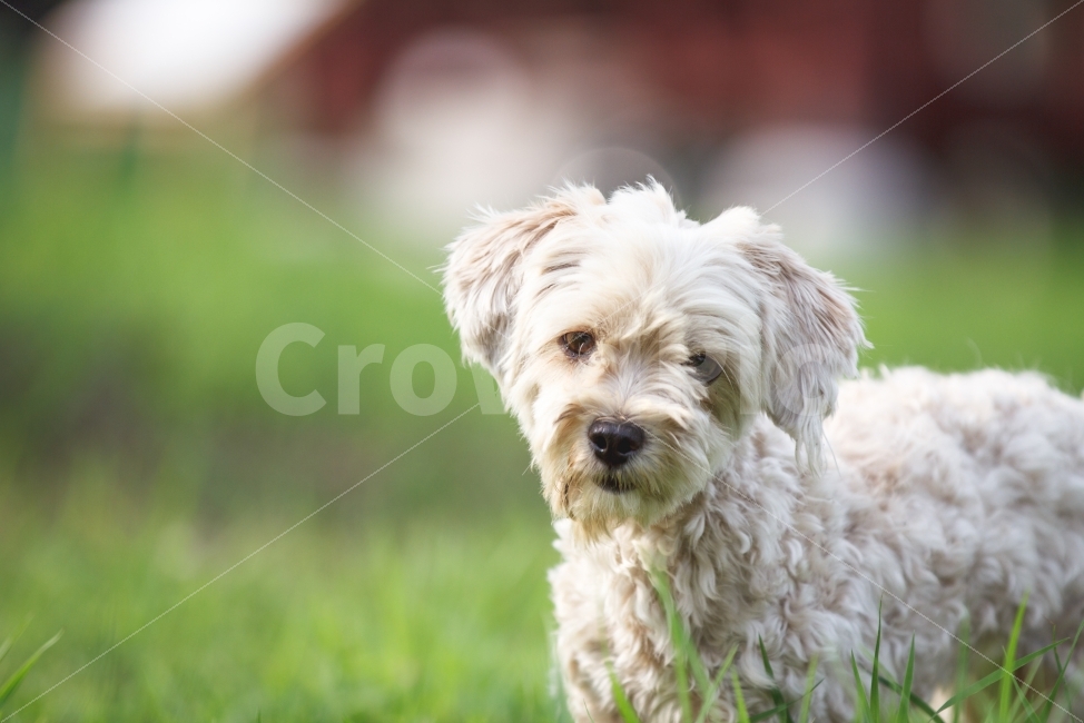 강아지,유기견,동물,반려동물,슬픈강아지,슬픈개,슬픈,버려지다,캠페인,광고,dog,abandoneddog,animalcompanion,동물,animal,개,강아지,dog,doggy,포유류,mammal