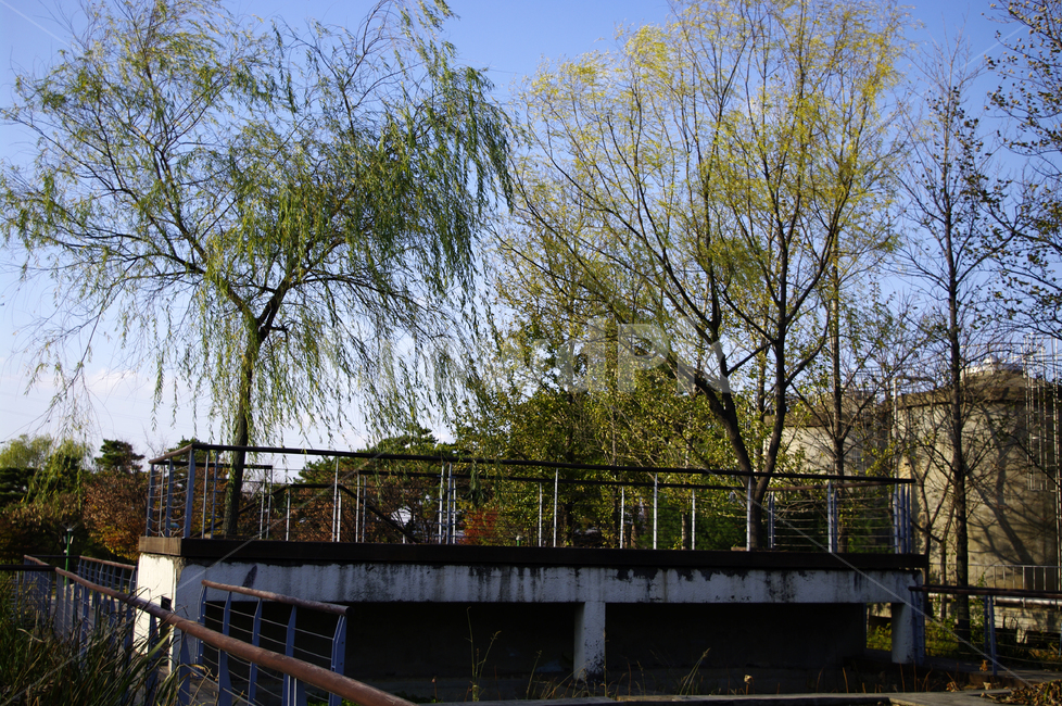 나무,공원,식물,하늘,plant,자연,풍경,nature,landscape,banister,난간,handrail,railing