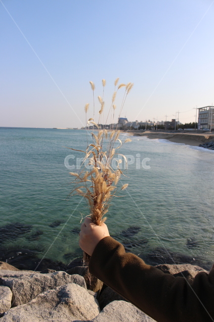 여행,바다,도깨비촬영지,꽃,에메랄드빛
