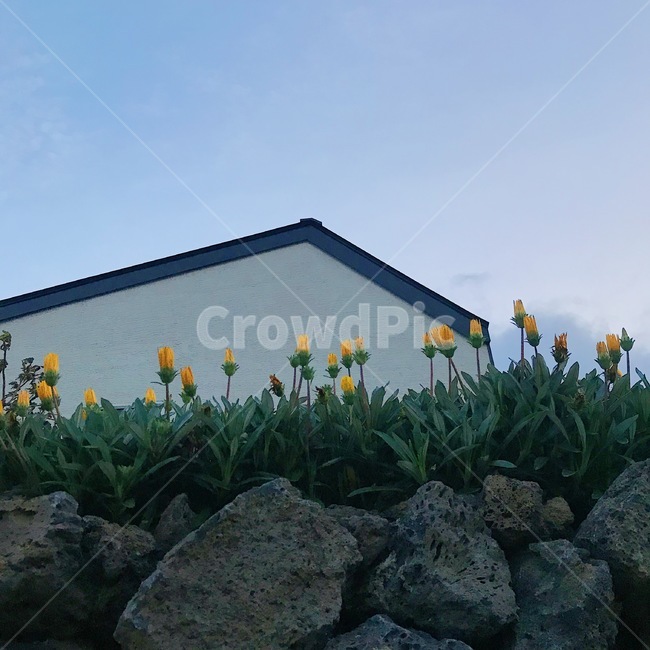 노란꽃,꽃,자연,flower,돌담,돌담길,하늘,식물,자연,plants,nature,꽃,flower