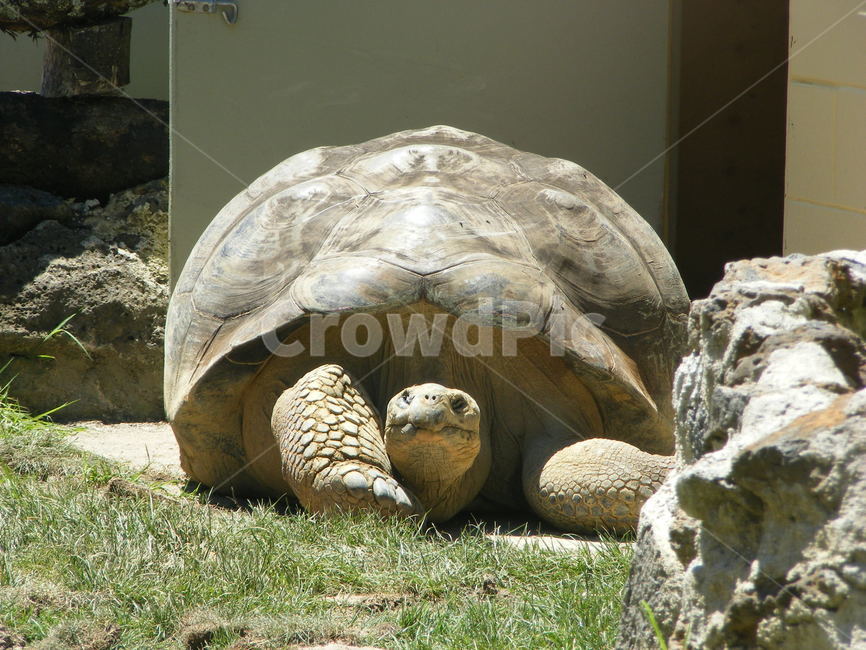 animal,동물,거북이,바다거북,turtle,터틀,동물,animal,파충류,양서류,reptile,amphibian