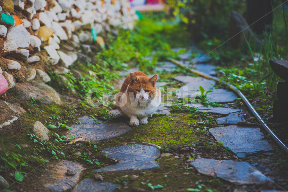 고양이,길고양이,cat,동물,설치류,animal,포유류,동물,animal,포유류,mammal,고양이,cat,kitten,kitty