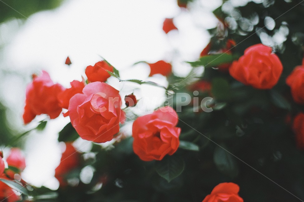 레드,장미,여름,초록,필름,빈티지,분위기,색감,자연,식물,red,배경,식물,자연,plants,nature,꽃,flower
