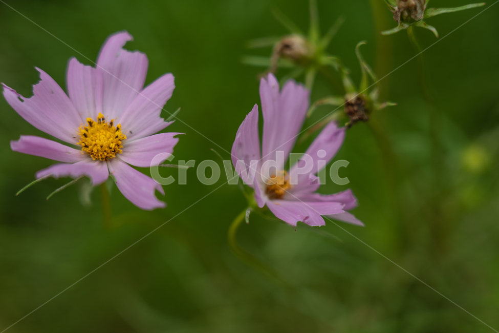 꽃,flower,식물,botanical,nature