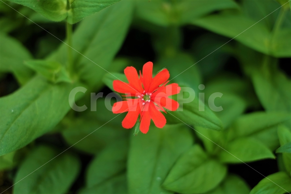 꽃,하트,식물,꽃사진,나무,자연,힐링,여가,스냅,빨강,초록,식물,자연,plants,nature,꽃,flower