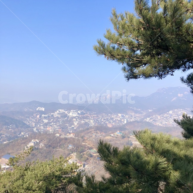 나무,식물,자연,경치,풍경,옥외,nature,plant,tree