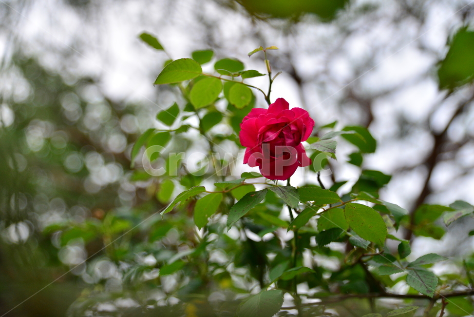 꽃,rose,flower,식물,이쁜,배경,빨간,장미