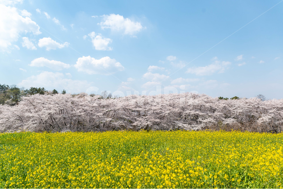 자연,꽃,벚꽃,유채꽃,자연풍경,봄,계절,spring,season,자연,풍경,nature,landscape,outdoors,옥외,grassland,목초지,field,들,rural,농촌,farm,농장,meadow