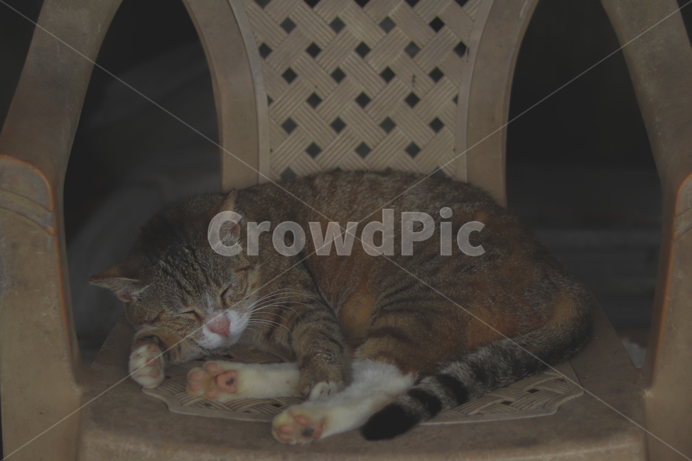 고양이,동물,길고양이,냐옹이,야옹이,잠,길거리,animal,straycat,kitty,street,동물,animal,포유류,mammal,고양이,cat,kitten,kitty