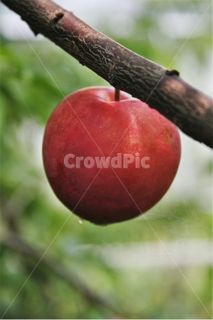 자두,자두나무열매,오얏,자도,과일,재배종,식물,자연,plants,nature,과일,열매,fruit