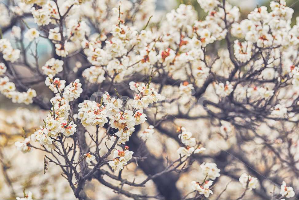 매화,백매화,꽃,봄,느낌,감성,3월,봄,계절,spring,season,식물,자연,plants,nature,꽃,flower,감성,sensible,feeling,plant,blossom,cherry blossom,벚꽃