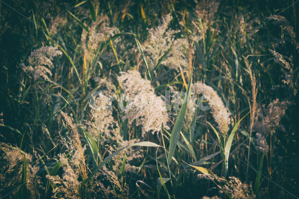 자연,풍경,갈대,갈대밭,식물,순천만,만,reed,plant,nature,landscape,가을,계절,fall,autumn,seasons,bay,suncheonbay,가을,계절,fall,autumn,season,식물,자연,plants,nature,감성,sensible,feeling,grass,잔디,lawn