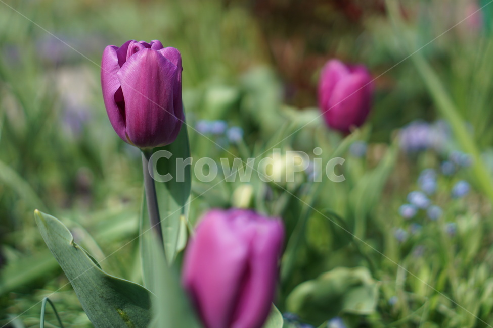 꽃,튤립,식물,보라튤립,정원,봄,가든,꽃밭,flower,tulip,plant,garden,green,초록이,보라꽃,blossom