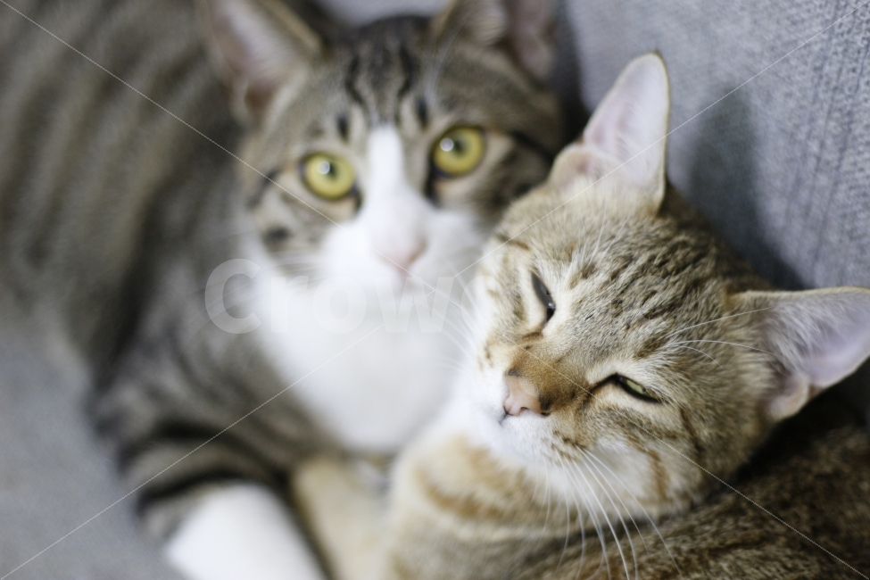 고양이,반려동물,유기묘,길냥이,애완동물,cat,pet,kitten,아기고양이,코숏,코리안숏헤어,동물,animal,캣맘,캣대디,동물,animal,포유류,mammal,고양이,cat,kitten,kitty