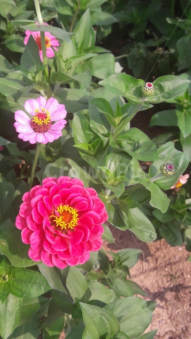 백일홍,꽃,행복,초록색,꽃봉우리,식물,자연,plants,nature,꽃,flower