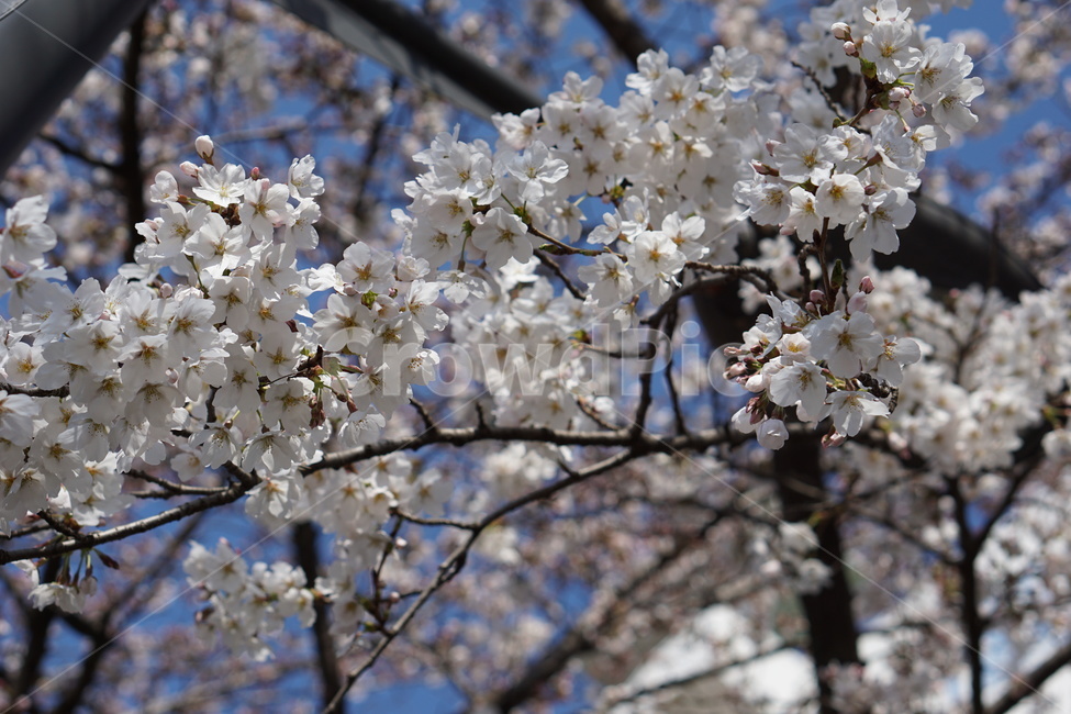 벚꽃,꽃,봄,4월,분홍색,봄,계절,spring,season,식물,자연,plants,nature,꽃,flower,plant,blossom,cherry blossom