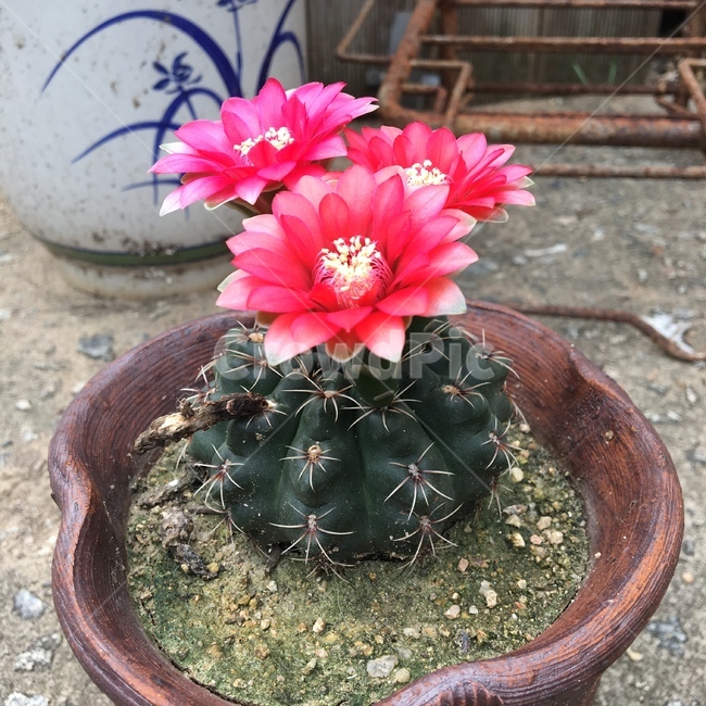 선인장,선인장꽃,식물,분홍색,빨강색