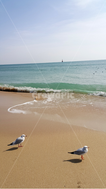 갈매기한쌍,부간갈매기들,파도구경,바다앞갈매기,갈매기부부,해변,바다,beach,sea,동물,animal,조류,새,birds