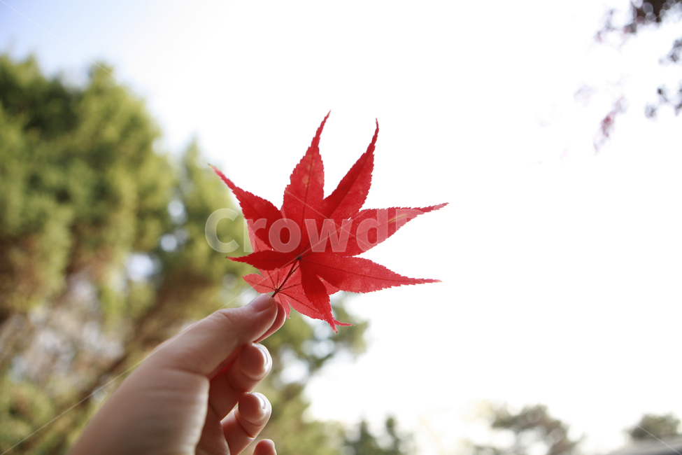 단풍,단풍잎,나뭇잎,손,가을,식물,사람,가을,계절,fall,autumn,season,사람,인물,인간,human,person,신체일부,몸,body,plant,leaf,잎,tree,나무