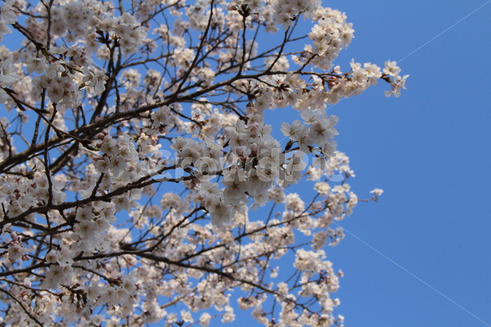 벚꽃,봄,꽃,벚꽃놀이,cherryblossoms