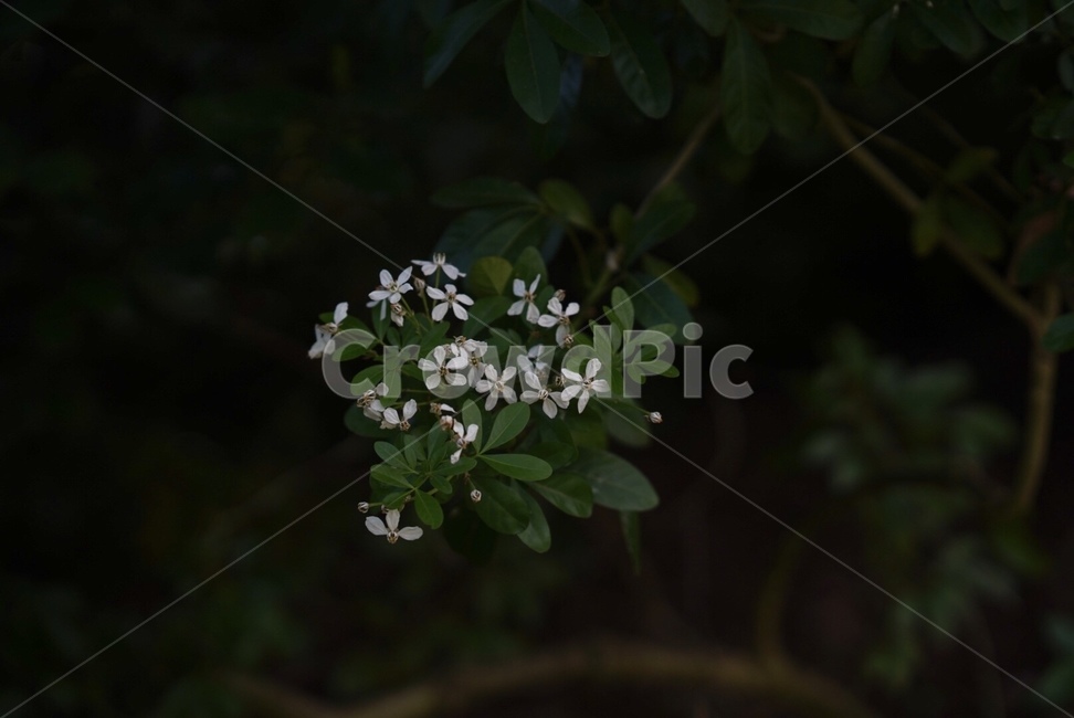 꽃,flower,자연,식물,봄꽃