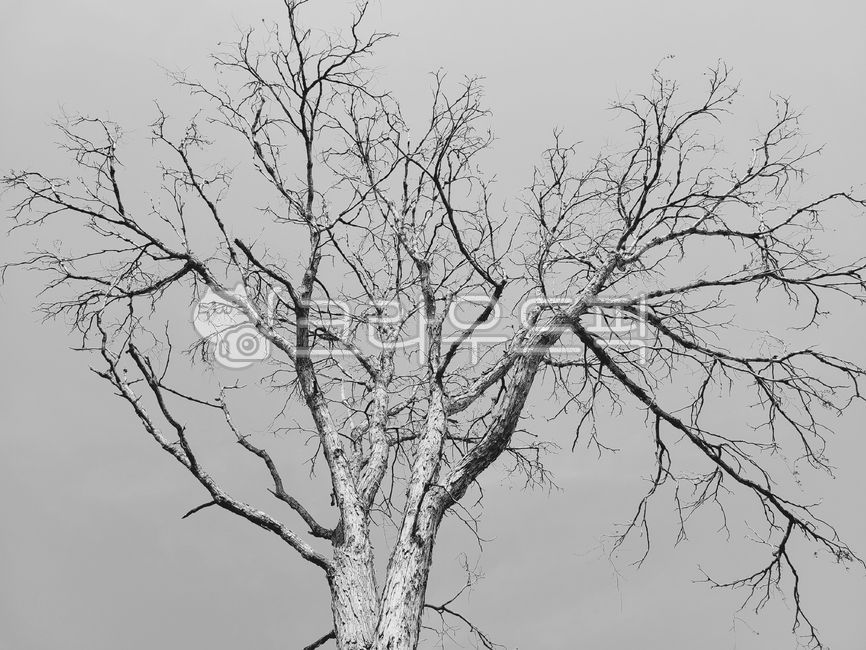 tree trunk,old tree,tree branch,black and white photography,tree,branch