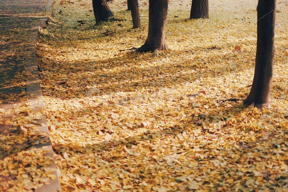 은행잎,햇살,단풍,가을,낙엽,가을,계절,fall,autumn,season,자연,풍경,nature,landscape,감성,sensible,feeling,ground,바닥,tree,나무,tree trunk,나무 줄기,plant,식물