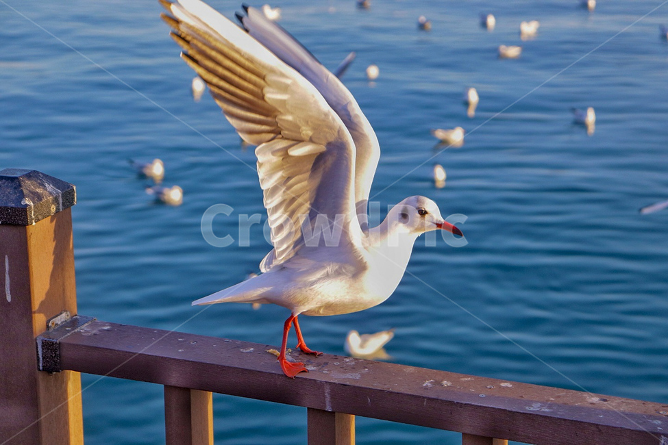 새,바다,갈매기,목포,파도,동물,animal,조류,새,birds