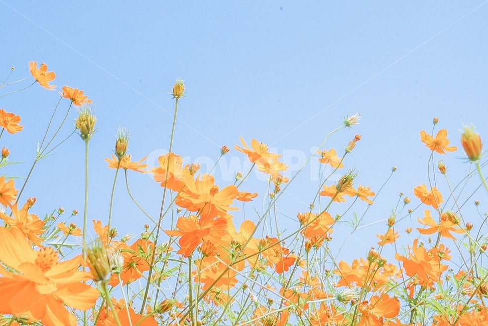 식물,꽃,황화코스모스,자연,가을,가을,계절,fall,autumn,season,식물,자연,plants,nature,꽃,flower,leaf,잎,plant