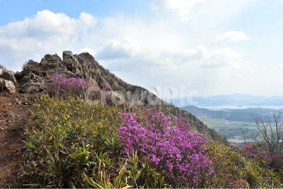 주작산,덕룡산,종주,진달래,풍경,기암,바위,비경,봄풍경,진달래꽃,강진,명산,산행,등산,마운틴,힐링,mountain,landscape,자연,natural,봄,계절,spring,season,자연,풍경,nature,landscape,한국자연풍경,한국자연경관,korea nature landscape,plant,식물