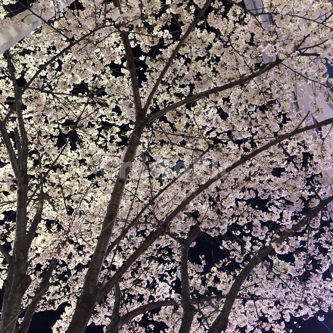 벚꽃,벚나무,산책,봄날씨,봄,봄,계절,spring,season,야경,밤,풍경,nightscape,night,landscape,식물,자연,plants,nature,나무,trees,wood,cherry blossom,plant,blossom,꽃,flower