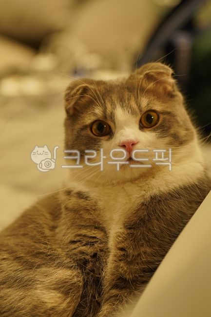 scottishfold,스코티쉬폴드,고양이,cat,애완동물,포유류,mammal,동물,kitten