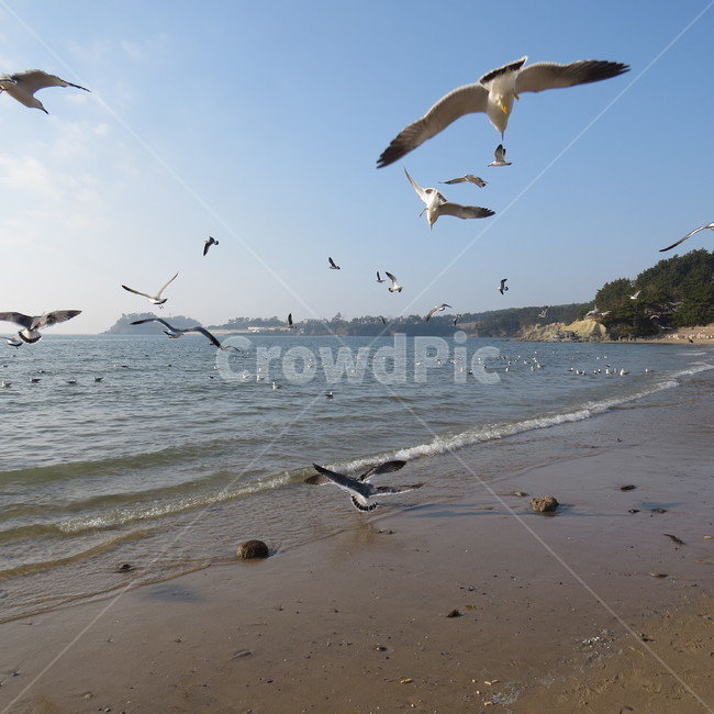 바다,격포,해수욕장,바닷가,해안,갈매기,풍경,기분좋은,파란,해변,해변가,동물,animal,조류,새,birds