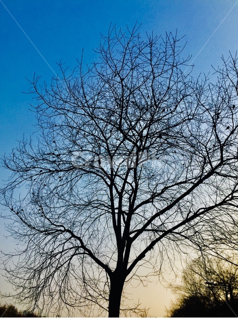 plant,식물,tree,treetrunk,나무줄기,식물,자연,plants,nature,나무,trees,wood