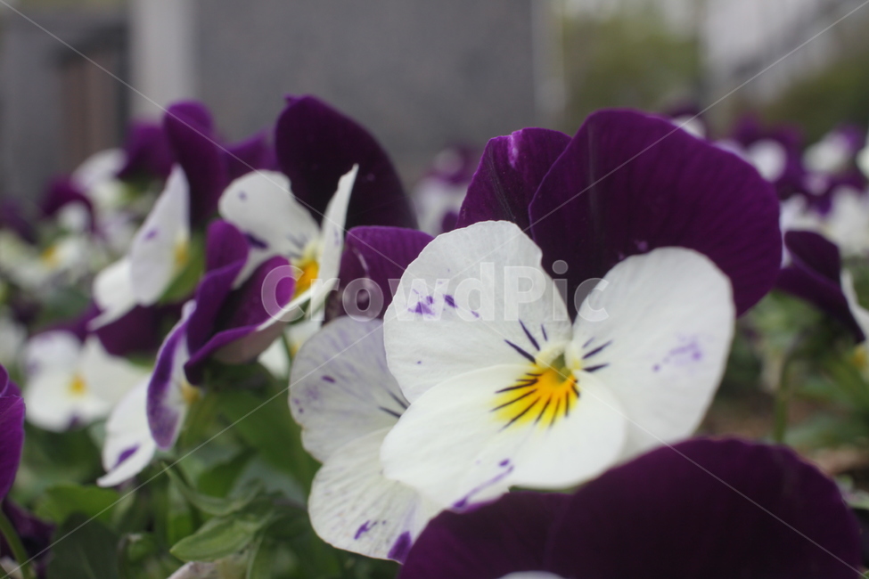 plant,geranium,식물,flower,꽃,식물,자연,plants,nature,꽃,flower