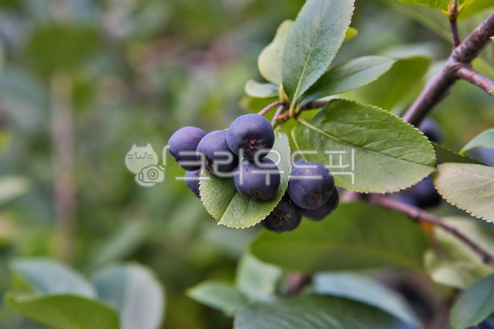 fiber,Fruit,fruit,snack,Berry,tree,health,Agricultural products,vegetable,leaf,Aronia,food,vitamin,nutrition,dessert,diet,organic