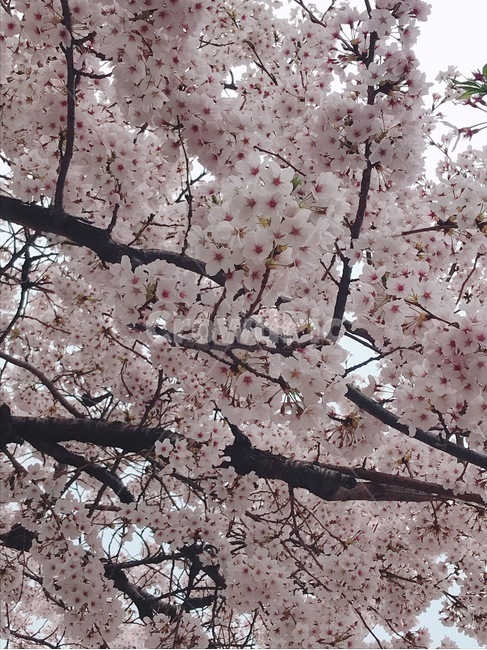 벚꽃,하늘,꽃,분홍색꽃,봄,식물,나무,벚꽃나무,봄,계절,spring,season,식물,자연,plants,nature,꽃,flower,plant,blossom,cherry blossom