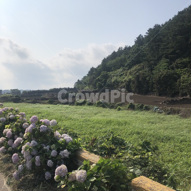 길거리,길목,수국,꽃길,하늘,푸른하늘,산,나무,잔디,길목꽃