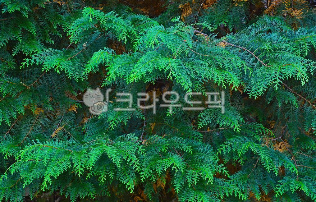 편백나무, 편백나무열매, 피톤치드, 나무, 편백나무잎, 사진,이미지,일러스트,캘리그라피 - space작가