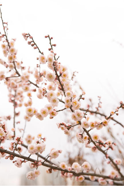 봄,꽃,분홍색,향기,감성사진,핑크,벚꽃,매화,봄,계절,spring,season,식물,자연,plants,nature,꽃,flower,감성,sensible,feeling,plant,blossom