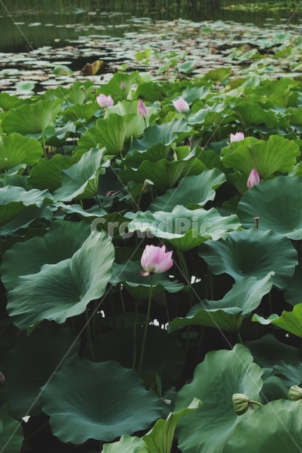 연꽃,초록색,강가,꽃,연잎,식물,자연,plants,nature,꽃,flower