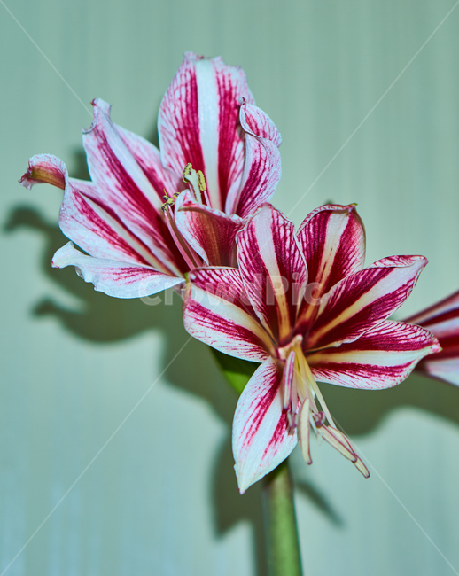 난,꽃,식물,생화,flower,plant,자연,nature,식물,자연,plants,nature,꽃,flower