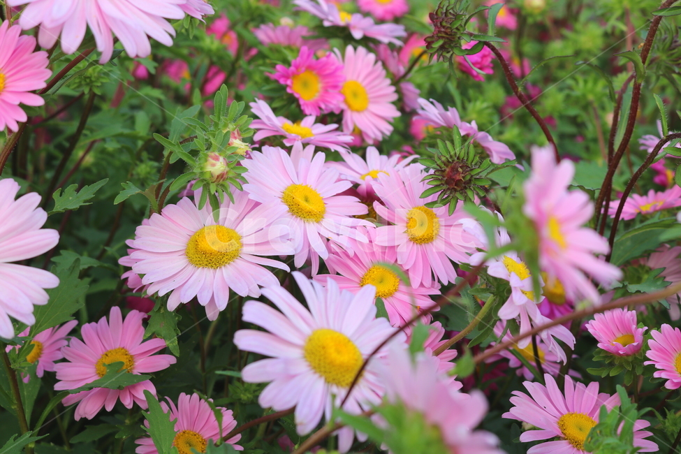 꽃,과꽃,국화과,식물,자연,취국,벽남국,추모란,식물,자연,plants,nature,꽃,flower