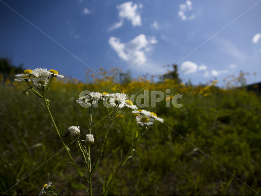 들꽃,들판,꽃,flower,하늘,식물,자연,plants,nature,꽃,flower