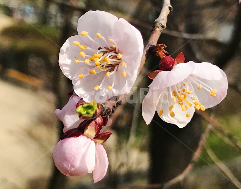 봄,벚꽃,꽃송이,꽃잎,꽃술,벚꽃축제,꽃놀이,나들이,봄,계절,spring,season,식물,자연,plants,nature,꽃,flower,plant