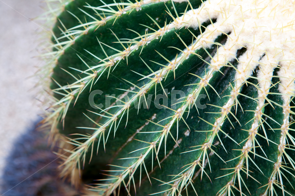 가시,사막식물,화훼,분재,화분,온실,열대식물,plant,식물,cactus,선인장,화단,관상용,식물,자연,plants,nature