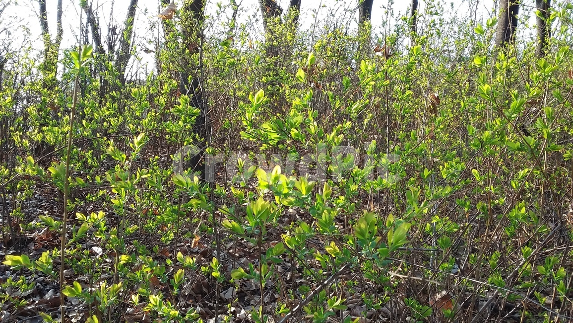 새순,나무새순,동네뒷산,자연,봄의생명력,식물,자연,plants,nature