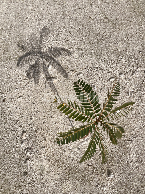 자연,nature,outdoors,옥외,식물,sand,모래,땅,reflect,treetrunk,plant,green,blue,tropical,트로피칼,summer,여름,tree,나무,야자수,palm,earth,land,ground,그림자,shadow,트로피컬